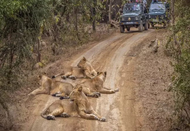 سافاری در هند